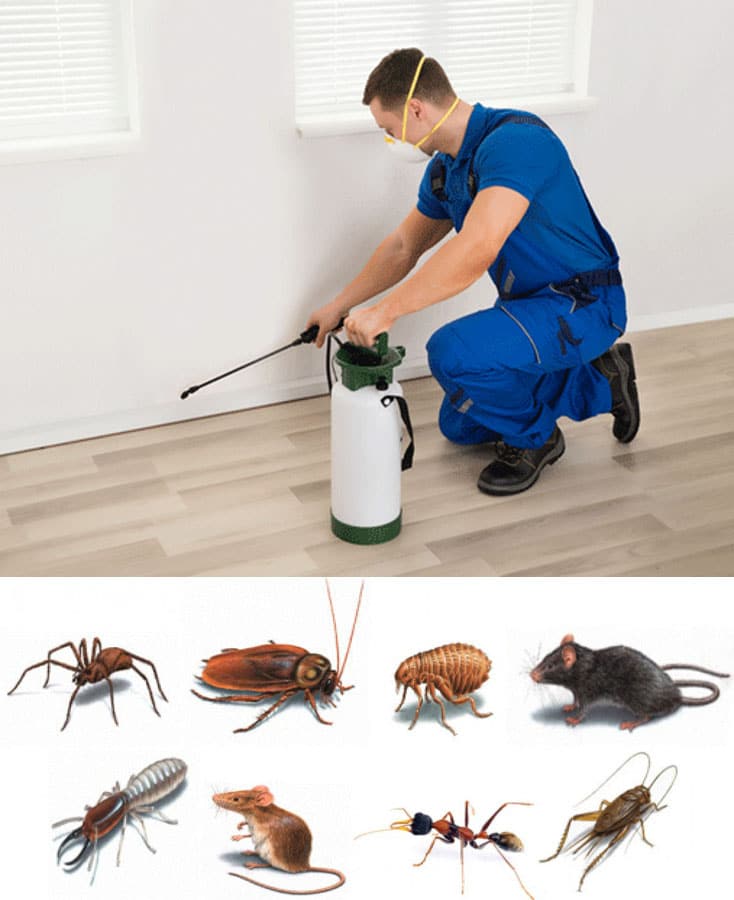 Quality Pest Control Services for Castle Hill Properties