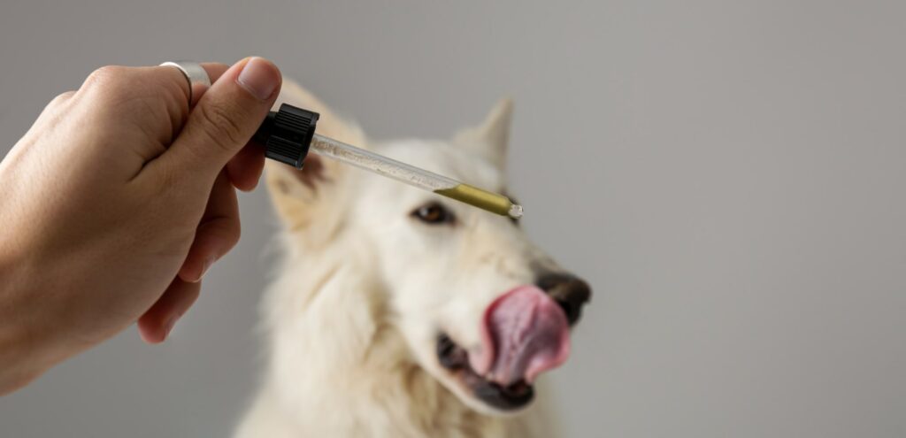 CBD Oil for Dogs Natural Solutions for Common Canine Issues