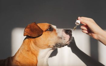 The Best CBD Oil for Senior Dogs Keeping Them Comfortable