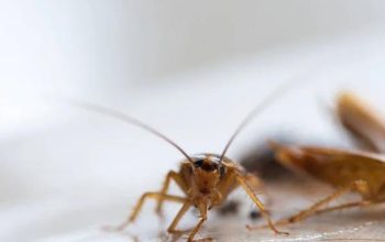 Protecting Your Investment: Termite Pest Control in Sydney Real Estate