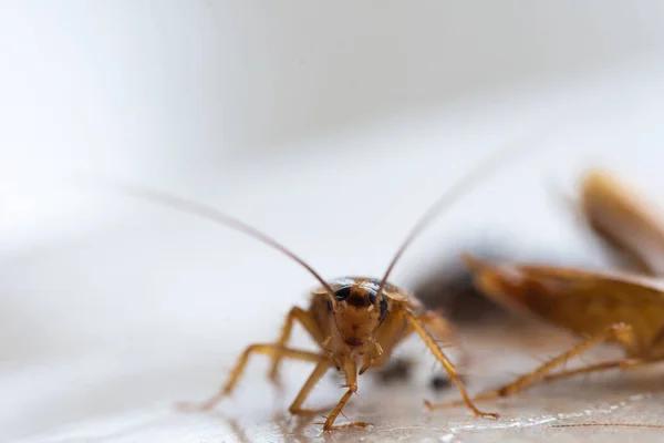 Protecting Your Investment: Termite Pest Control in Sydney Real Estate